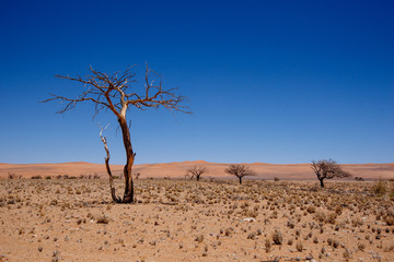 Fototapeta na wymiar Toter Baum in der Namib, Namibia