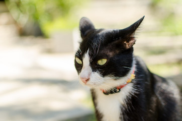Close up of black and white cat