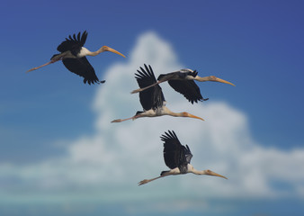 Flock of birds- painted storks flying over clouds