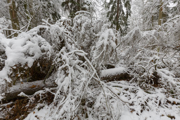 Winter landscape of natural forest with dead spruce tree