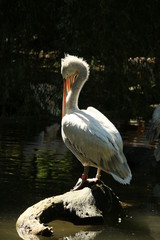 Wasservogel - Pelikan