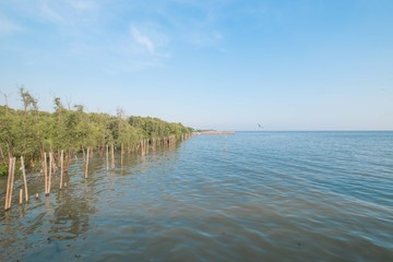Beautiful blue sky and tropical mangrove forest at coast