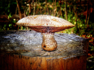 Mushrooms who grew up on the stumps, these toxicant mushrooms, mushrooms are large, This photo can be used in advertising, as a warning about poisonous mushrooms, also for other purposes.