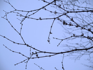 Fototapeta na wymiar 冬の枯れ枝