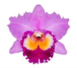 closed up Cattleya orchid pink isolated