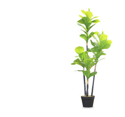 Big dracaena palm in a pot isolated over white