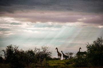 Panorama mit Giraffen-Silhouetten vor Gewitterhimmel, Mount Etjo, Namibia
