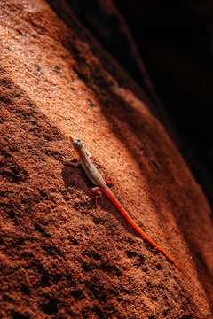 Kleine Eidechse (Sonnenrenner, Heliobolus spec.) auf einem Felsen in der Abendsonne, Waterberg, Namibia