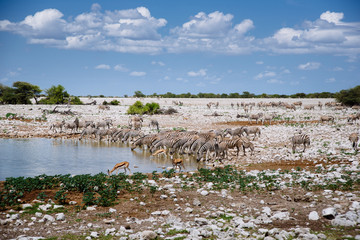 Szene am Wasserloch Okaukuejo, Etoscha Nationalpark, Namibia