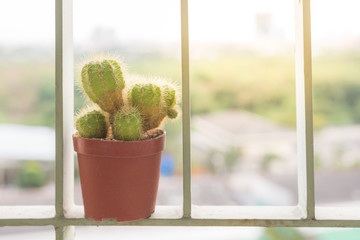 Small cactus in flowerpot, plant at balcony of condominium.
