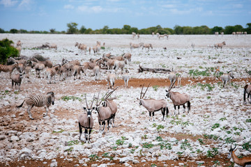 Oryx Antilopen in der Nähe des Wasserlochs, Okaukuejo, Etoscha Nationalpark, Namibia