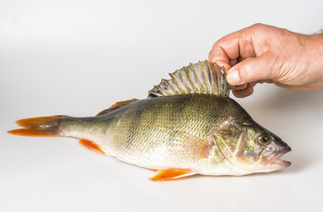Obraz premium Perca fluviatilis - Striped river perch