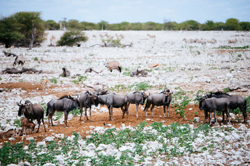 Gruppe Gnus in der Nähe des Wasserlochs, Okaukuejo, Etoscha Nationalpark, Namibia