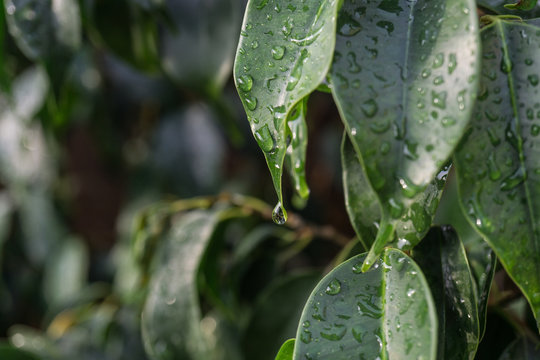 close-up raindrop falling on green leaf of Ficus benjamina raindrops in detail