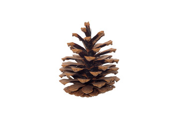 Pine cone isolated