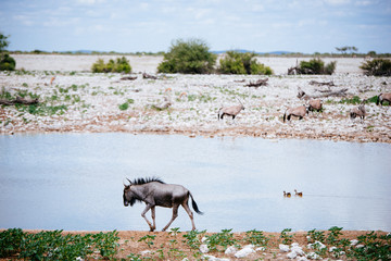 Einzelnes Gnu am Wasserloch, Okaukuejo, Etoscha Nationalpark, Namibia