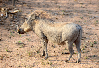 Warthog found in South Africa