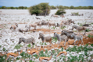 Zebras galoppieren zum Wasserloch, Okaukuejo, Etoscha Nationalpark, Namibia