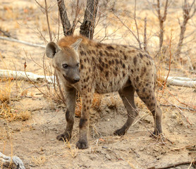 Naklejka na ściany i meble Hyena in the Kruger National Park