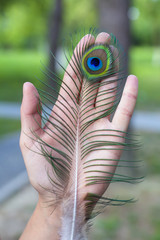Peacock Feather on the hand