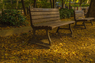 The bench and fallen leaves.The shooting location is Arisugawa Park in Minami Azabu, Minato-ku, Tokyo, Japan.