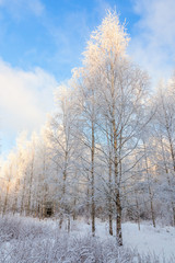Birch forest in winter with hoar frost and snow