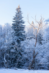 Forest in winter with snow