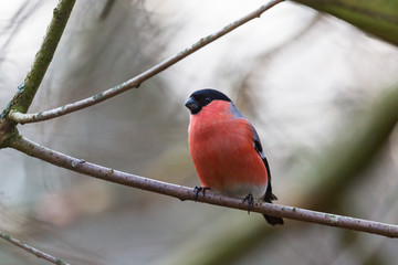 Bullfinch on a branch in the forest