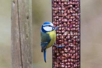Blue tit that sits on a bird feeder in the garden