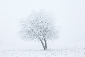 Whiteout on winter field with a tree