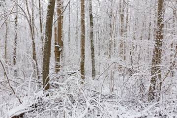 Tree trunks in winter woods