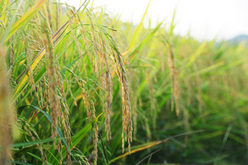 Rice field at sunlight