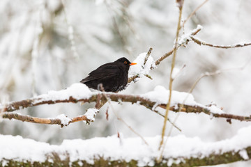 Blackbird on a snowy branch in woods