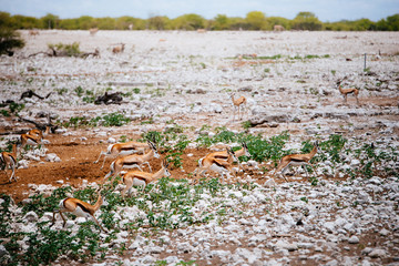 Eine Herde Springböcke auf der Flucht , Etoscha Nationalpark, Namibia