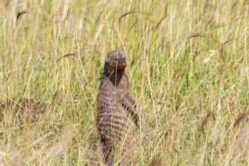 Banded mongoose standing in the grass and scouts