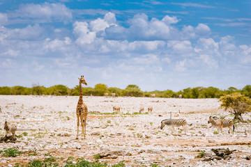 Giraffe mit Zebras am Wasserloch in Okaukuejo, Etoscha, Namibia