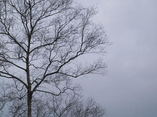 Fototapeta na wymiar 冬の枯れ枝