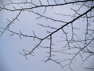 冬の枯れ枝