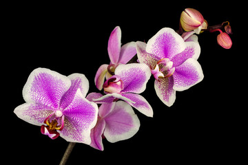Fototapeta na wymiar White-pink orchid
