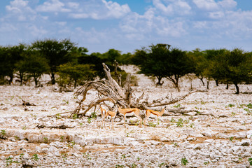 Gruppe Springböcke vor einem abgestorbenen Baum stehend, Etoscha Nationalpark, Namibia