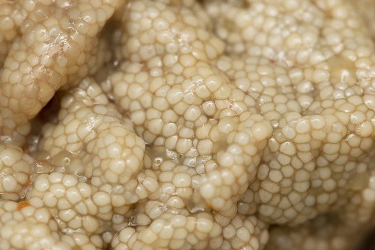 Fresh fish caviar on a white background