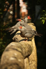 Vögel
