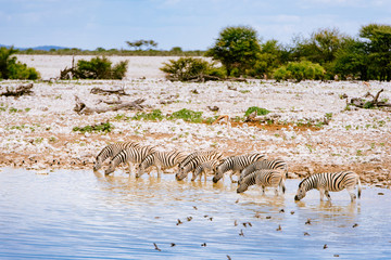 Zebras am Wasserloch, Okaukuejo, Etoscha Nationalpark, Namibia
