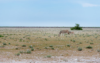Zebras - Stute mit Fohlen, Etoscha Nationalpark, Namibia