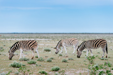 Drei grasende Zebras, Etoscha Nationalpark, Namibia