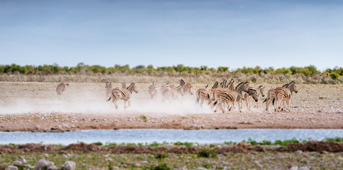 Flüchtende Herde Zebras am Wasserloch, Etoscha Nationalpark, Namibia