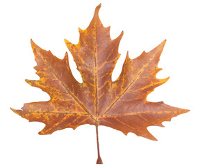 autumn maple leaf on a white background