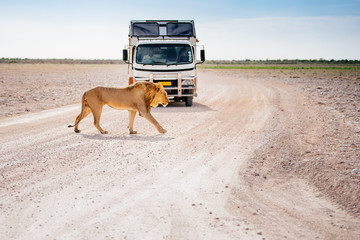 Junger Löwe überquert die Straße, Etoscha Nationalpark, Namibia