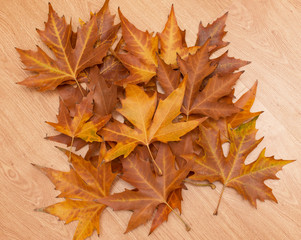 autumn maple leaves on wooden background