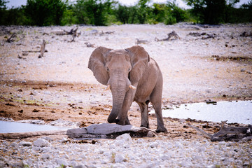 Einzelner Elefant am Wasserloch, Etoscha Nationalpark, Namibia